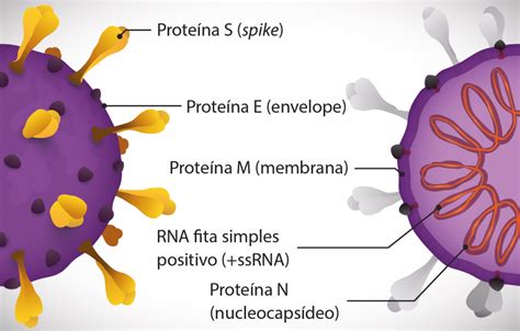 detectado o rna do sars-cov-2 hermes pardini|Teste Covid.